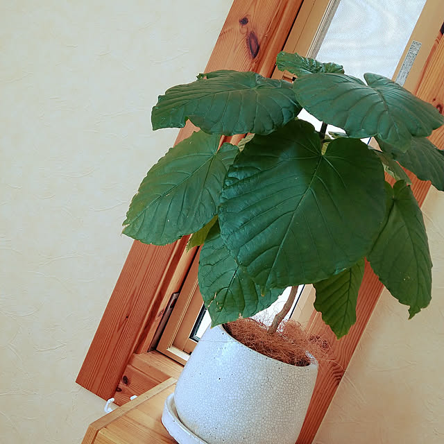 FUMさんの実例写真