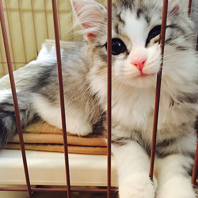 Yokoさんの実例写真