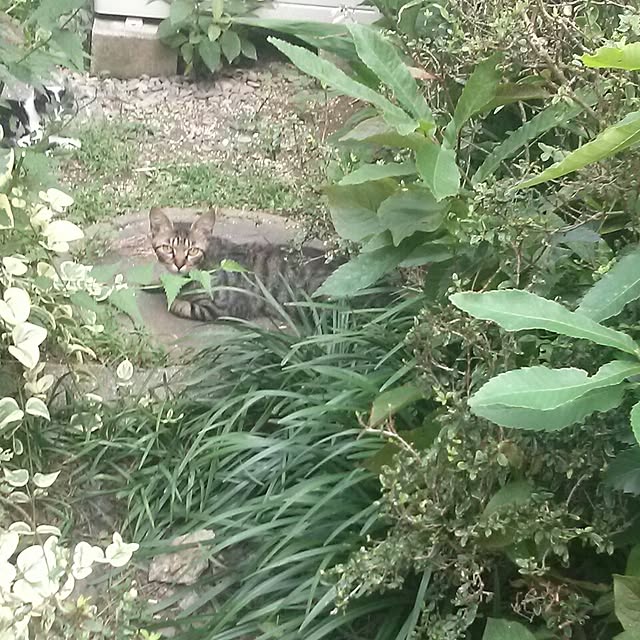 haruさんの実例写真