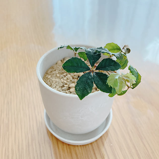 orinさんの実例写真
