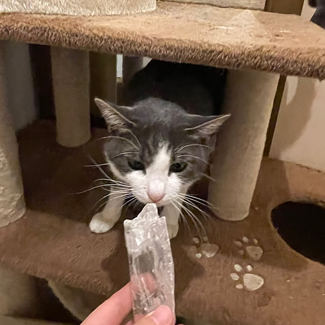 nekosamaさんの実例写真