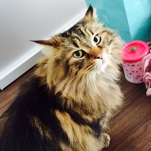MASAさんの実例写真
