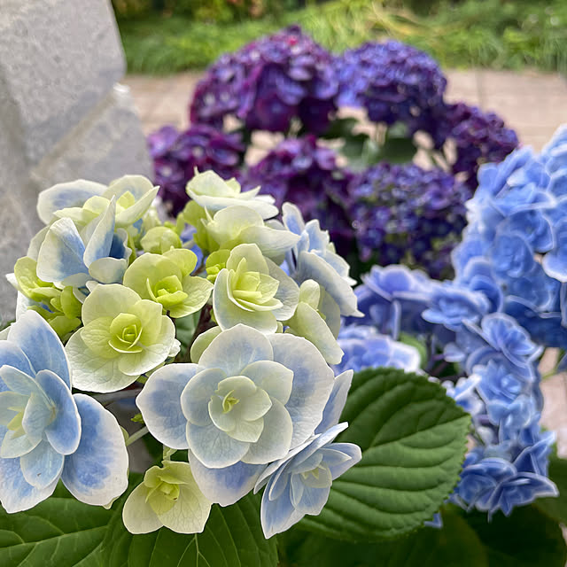 kuikoさんの実例写真