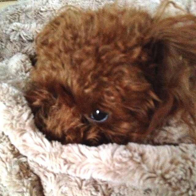 cocoさんの実例写真