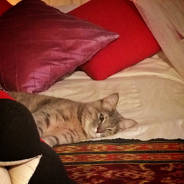 gokizouさんの実例写真