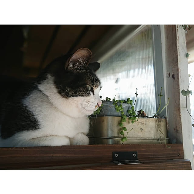 yukiさんの実例写真