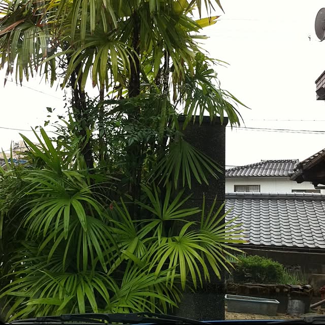 Shigeさんの実例写真