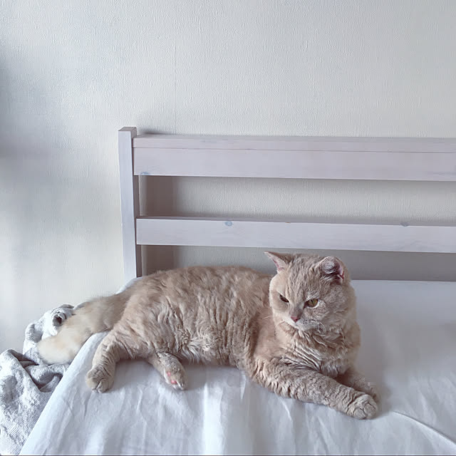 naokoさんの実例写真