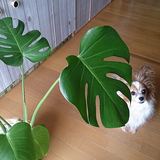 miporin0711さんの実例写真