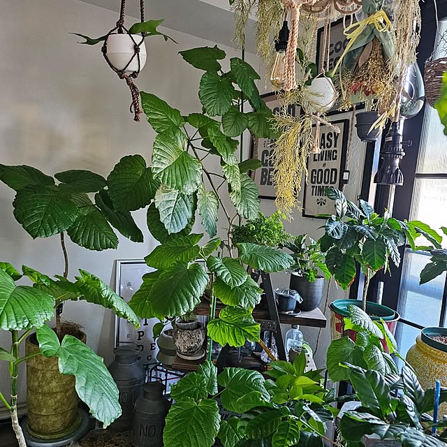 CYNOSさんの実例写真