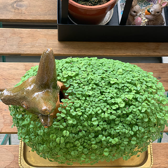 aureaさんの実例写真