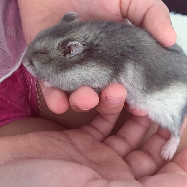 chiiiii0808さんの実例写真