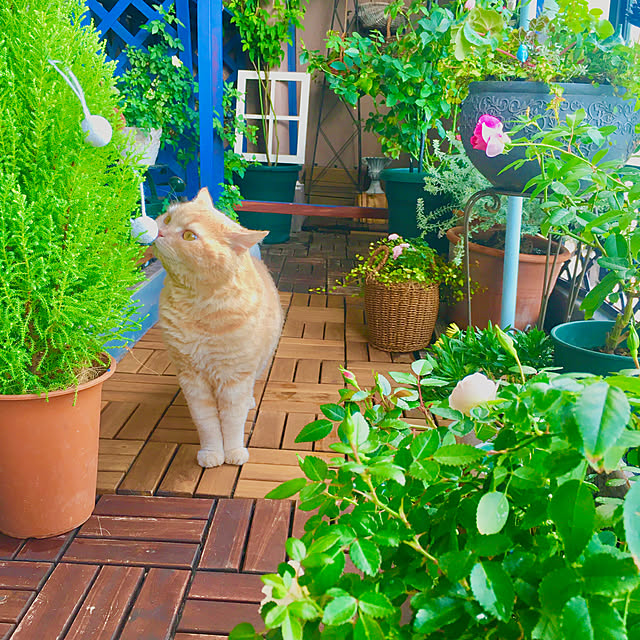 naokoさんの実例写真