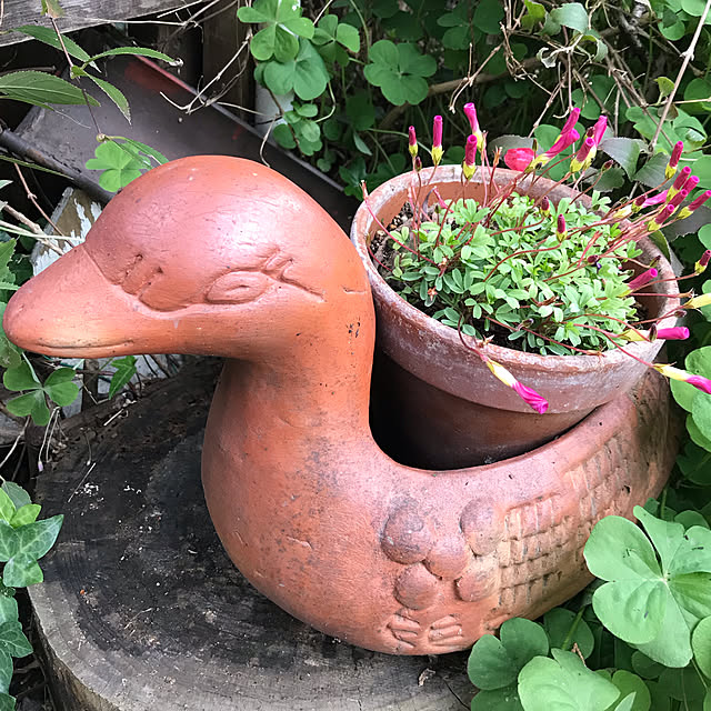 miporinさんの実例写真