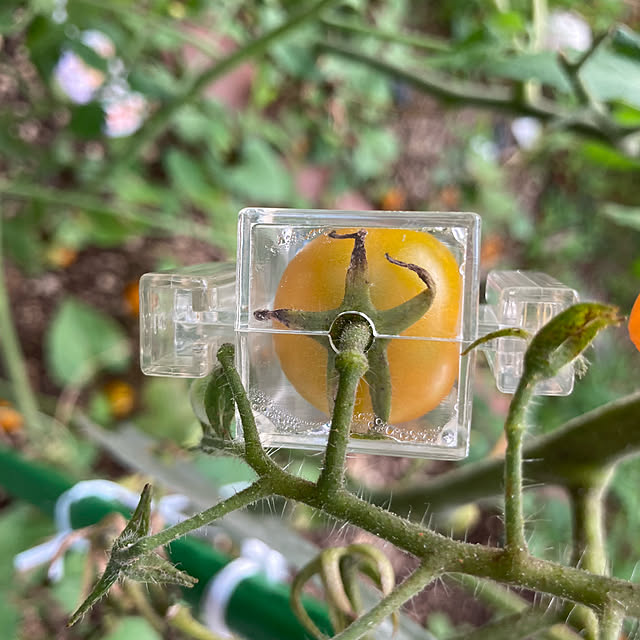 manduonmaさんの実例写真