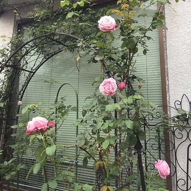 greenroseさんの実例写真