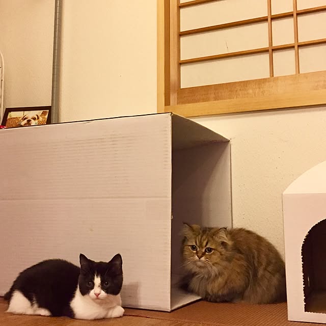 butachanさんの実例写真