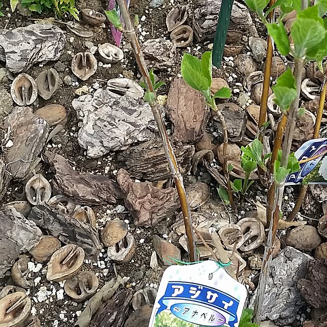 nia1213さんの実例写真