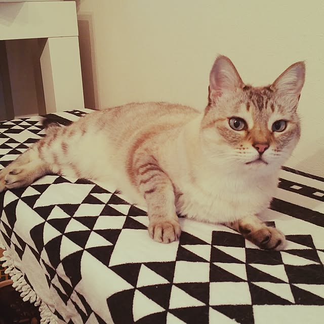 tomoppさんの実例写真