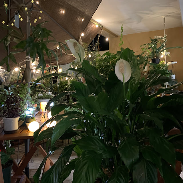 Aqettyさんの部屋