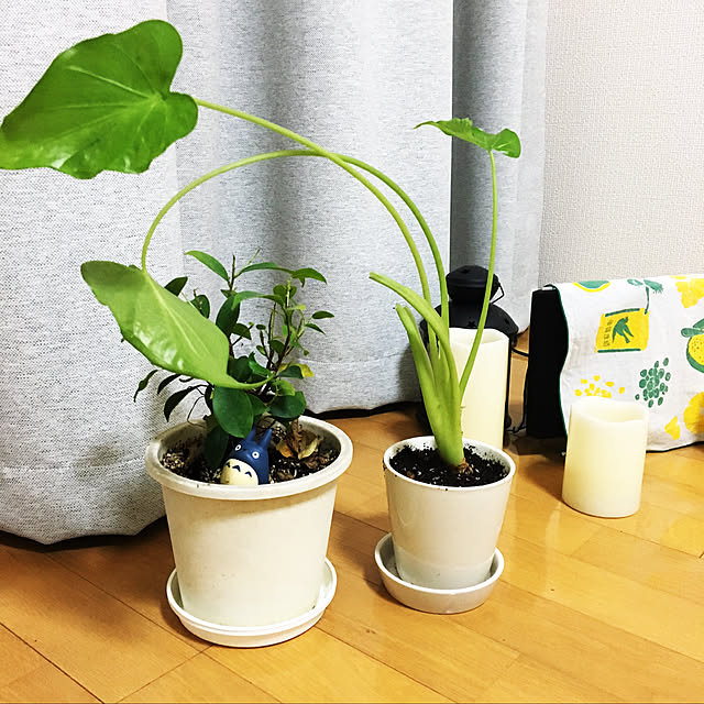 yuzuさんの実例写真