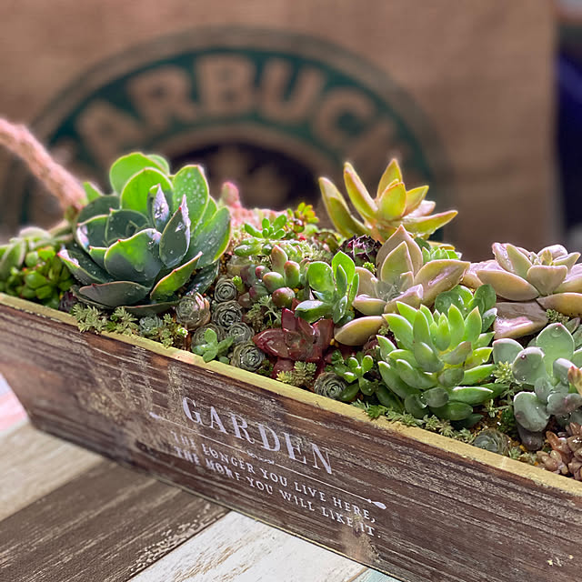 木箱の寄せ植えのおすすめ商品とおしゃれな実例 | RoomClip 木箱の寄せ植えのおすすめ商品とおしゃれな実例 | RoomClip