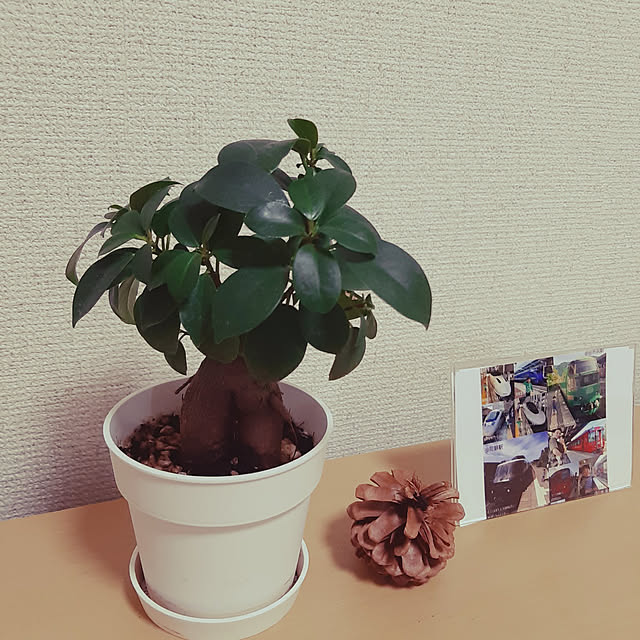 Shizukuさんの実例写真