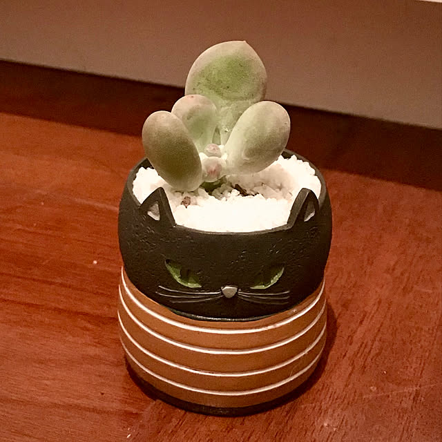 butachanさんの実例写真