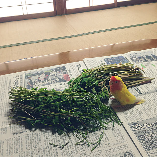 aoinokimiさんの実例写真