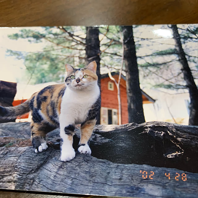 mikeume7さんの実例写真