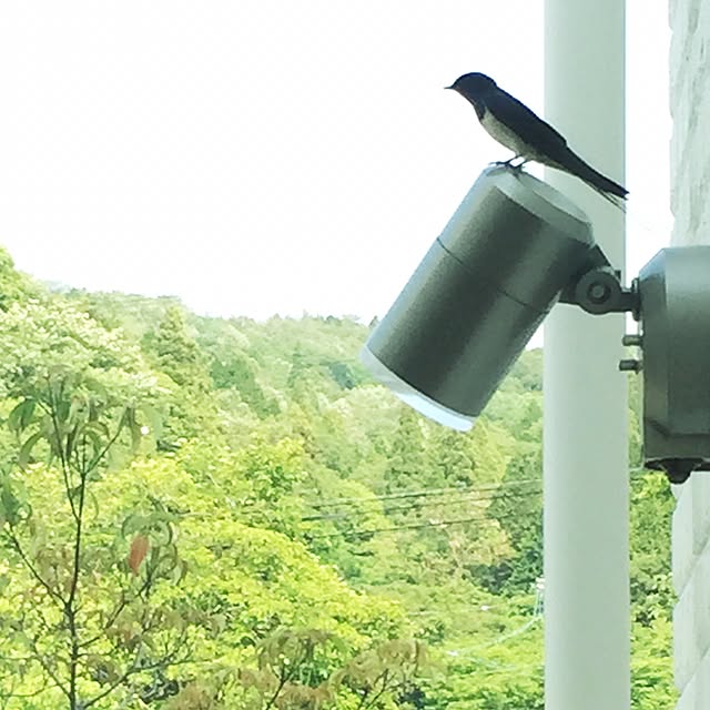 sayapiさんの実例写真