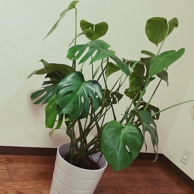 Y.Yさんの実例写真