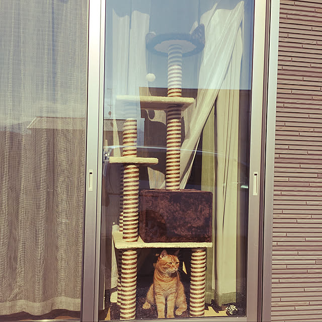 nekoさんの実例写真