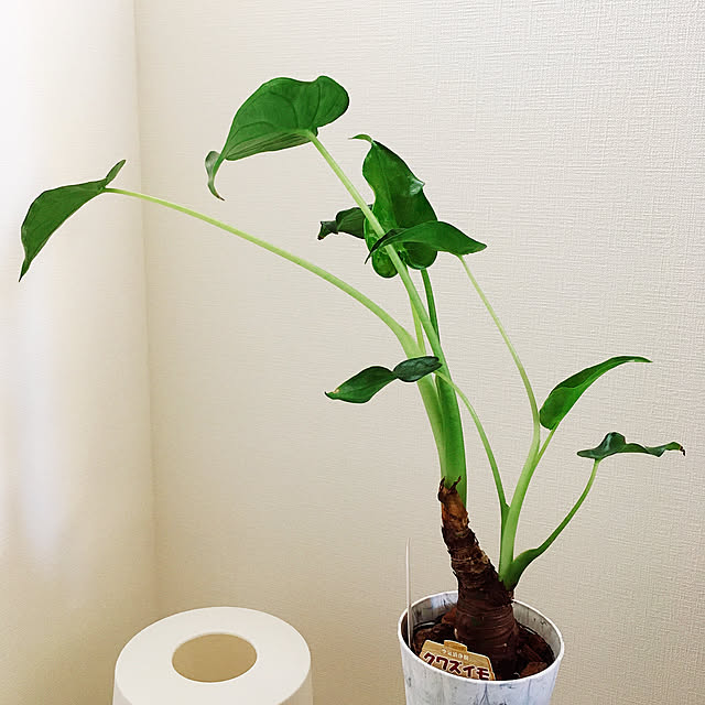 suna_kitsuneさんの実例写真
