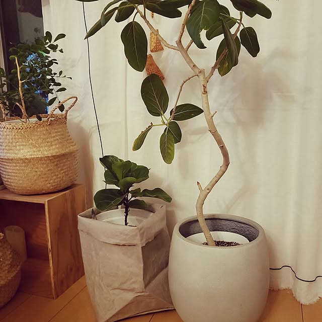 dropさんの実例写真