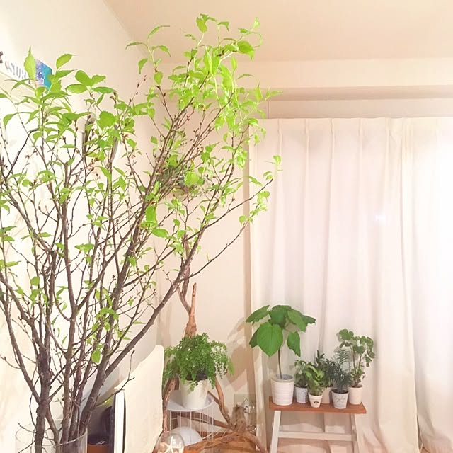 sakiyukaさんの実例写真