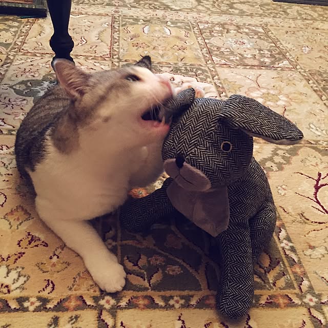 emmyyさんの実例写真