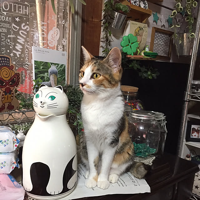 vivienne.coco-keiさんの実例写真