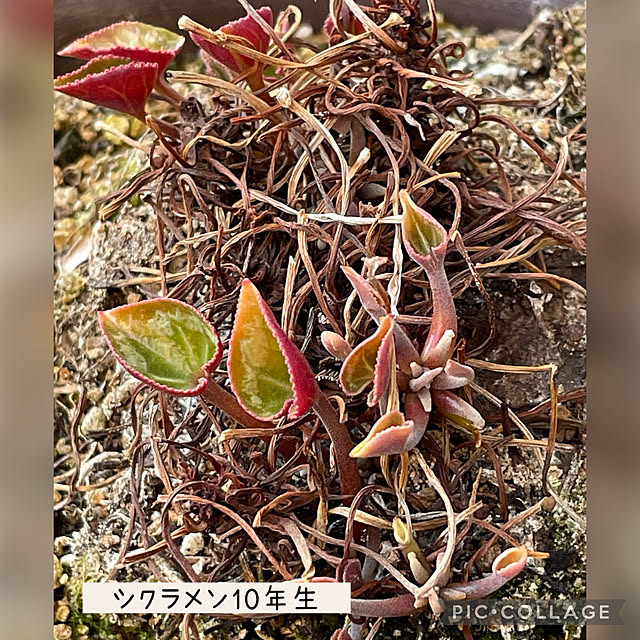 buchiさんの実例写真