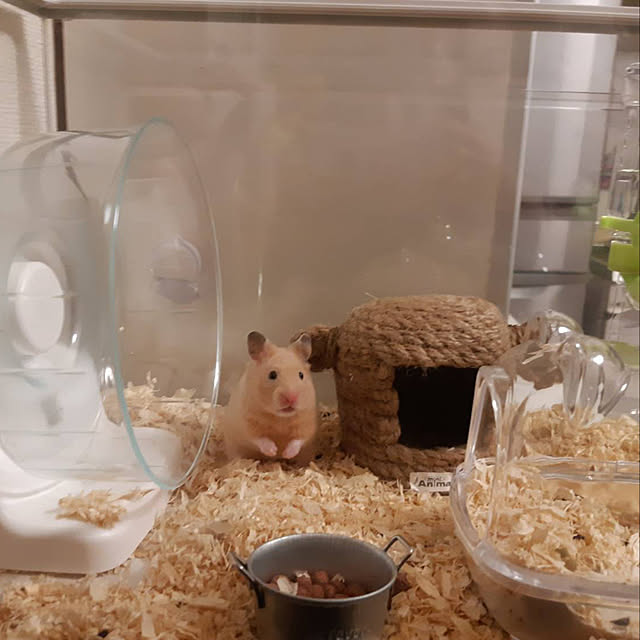 nobuさんの実例写真