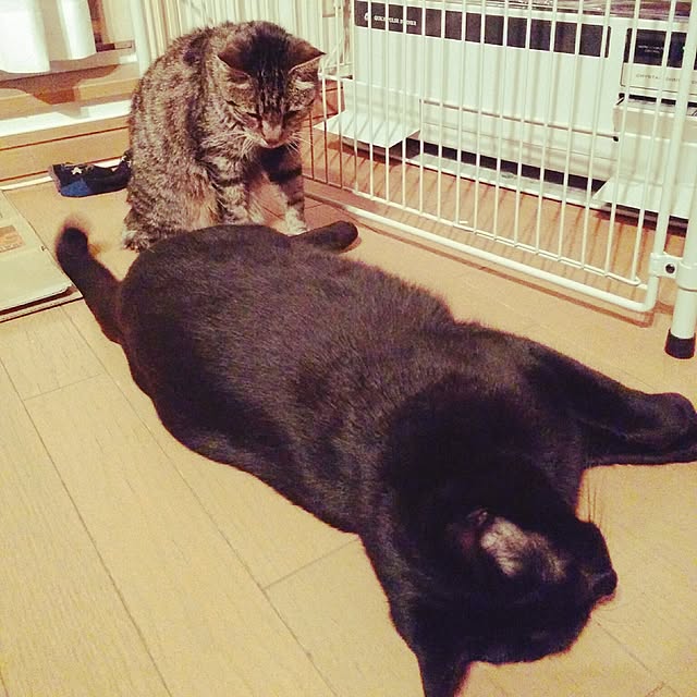 mametarouさんの実例写真