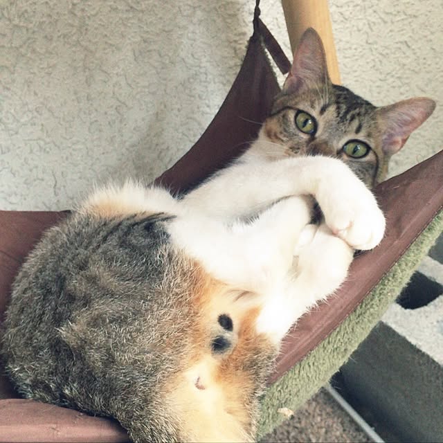 sumisumiさんの実例写真