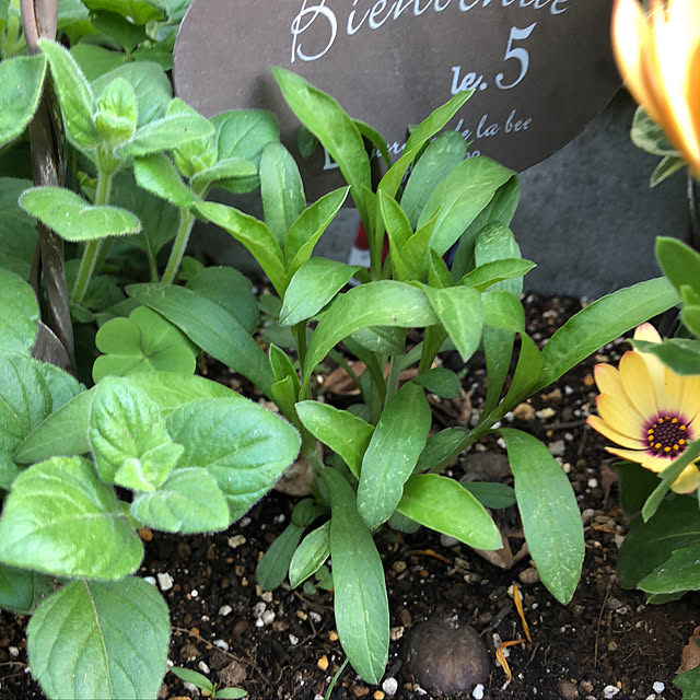 nakabaさんの実例写真