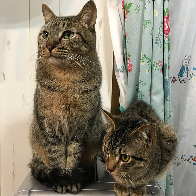 pepeさんの実例写真