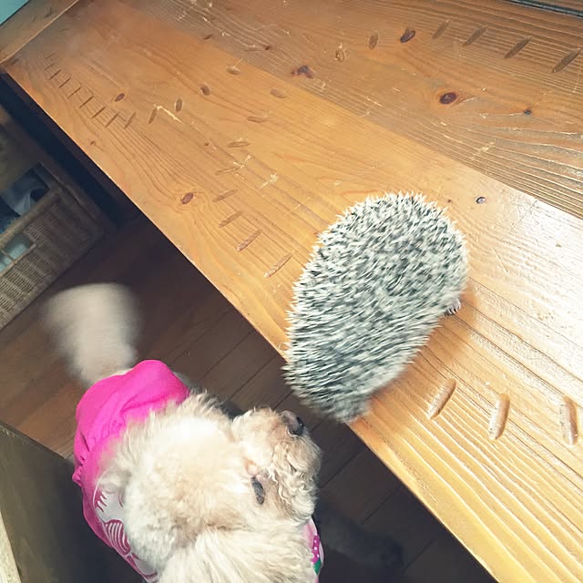 RURULOVEさんの実例写真