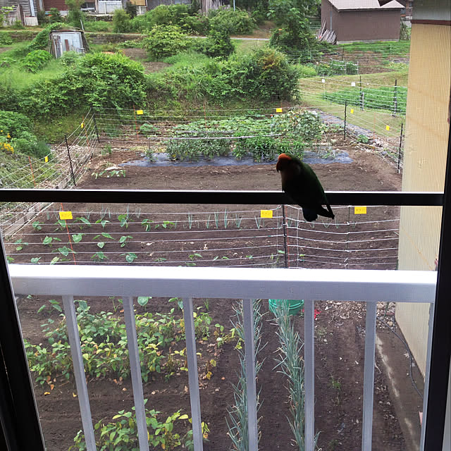aoinokimiさんの実例写真