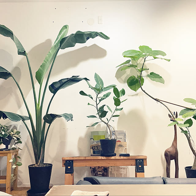 Dora wanさんの部屋