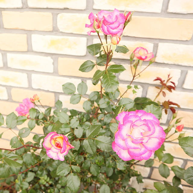 S.homeさんの実例写真