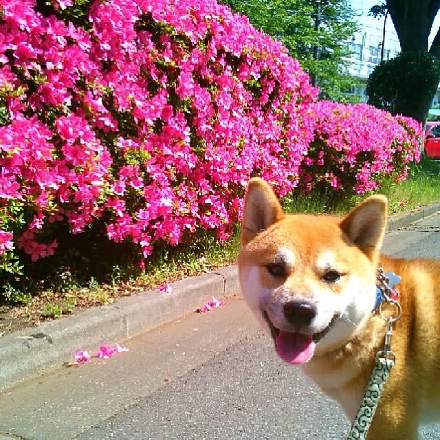 実例写真
