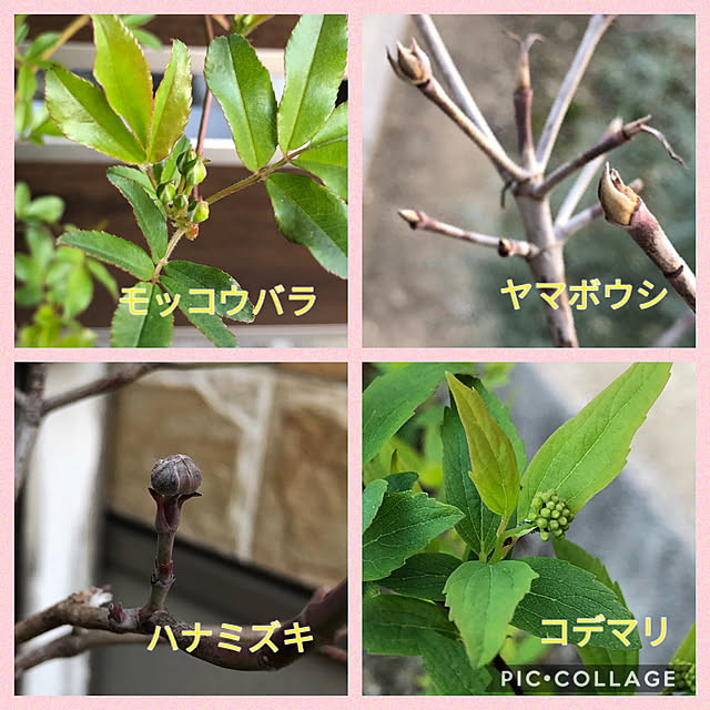 ayayayayaさんの実例写真